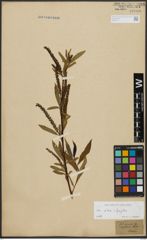 Foto von Salix alba L. x Salix fragilis L.